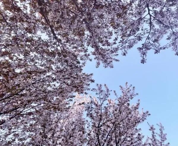 魅力陕旅！陕西旅游烹饪职业学院校园摄影大赛圆满落幕！