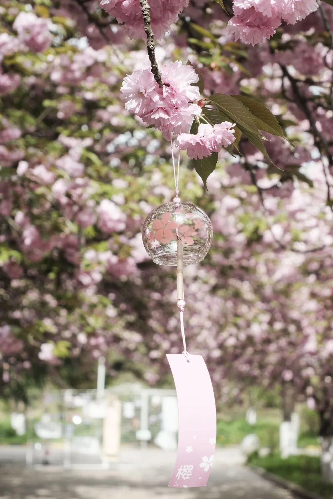 春序樱约  筑梦芳华 | 西安汽车职业大学首届春序樱花节浪漫启幕