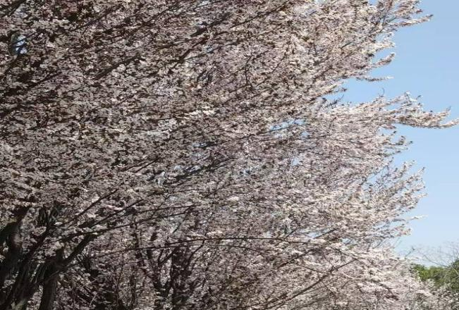 魅力陕旅！陕西旅游烹饪职业学院校园摄影大赛圆满落幕！